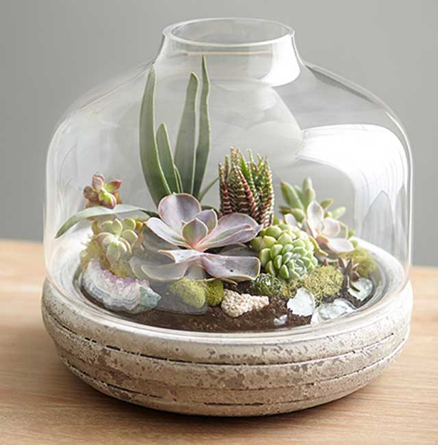 diy terrarium Singapore