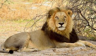Tips Backpackers Must Follow on the Wildlife Tour