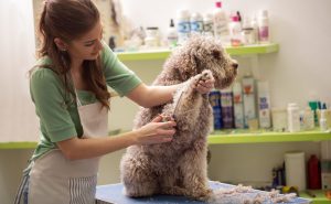 Understand the process involved in pet grooming