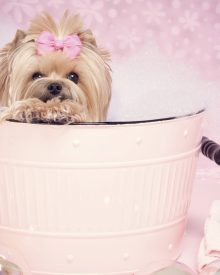 Groom your dog professionally with the aid of Fort Lauderdal Grooming service?