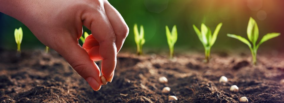 Pepper plants – planting tips