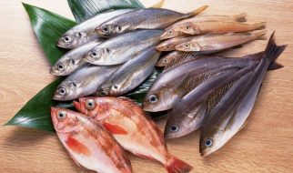 fresh fish supplier singapore