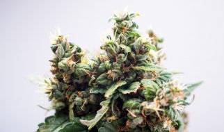 delta 8 flower
