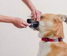 dog's origins