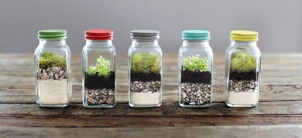 diy terrarium Singapore