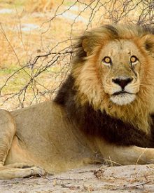 Tips Backpackers Must Follow on the Wildlife Tour