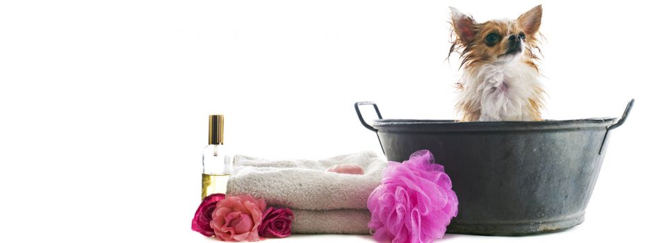 mobile pet grooming near me