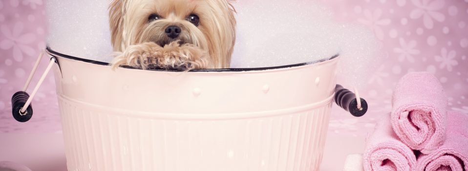 Groom your dog professionally with the aid of Fort Lauderdal Grooming service?